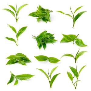 Yüksek kaliteli biberiye özü 10% 20% 30% 50% 60% Carnosic asit - Product Image 2