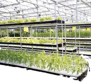 Gewächshaus struktur mit Fisch-und Gemüseanbau system - Product Image 2