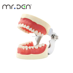 Modèle d'Enseignement <span class=keywords><strong>Dentaire</strong></span> Mr.Den 28/32 Pièces, Modèle de Mâchoire Standard pour l'Enseignement, Modèle <span class=keywords><strong>Dentaire</strong></span> en Résine, <span class=keywords><strong>Appareil</strong></span> Oral pour l'Implantation, pour la Démonstration d'Enseignement, CE - Product Image 2