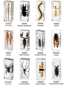 العقرب التحنيط الحقيقي في هدايا عيد الهالويا الراتنج والتعليم العلمي عينات الحشرات للجامع - Product Image 5