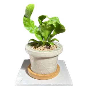 Macetas de Cerámica Minimalistas con Acabado Glaseado Efecto Grieta de Hielo <span class=keywords><strong>para</strong></span> <span class=keywords><strong>Cactus</strong></span> <span class=keywords><strong>y</strong></span> Plantas Verdes, Macetas Pequeñas de Mesa <span class=keywords><strong>para</strong></span> Flores - Product Image 5