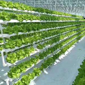 Complete Glass Agricultural Greenhouse With Tomato Hydroponic Growing System