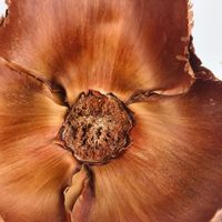 Fleur de noix de coco naturelle importée sur mesure, coquille de fleur séchée, décoration d'intérieur, fleur pour mariage et fête des Mères