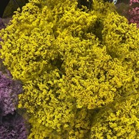 Fleurs éternelles de Limonium en cristal, en gros, directement de l'usine, stock disponible, approvisionnement en vrac auprès du fabricant du Yunnan