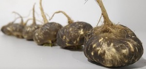 Viên Nang Bổ Sung Sức Khỏe Bột <span class=keywords><strong>Maca</strong></span> Chiết Xuất Từ Rễ Cây <span class=keywords><strong>Maca</strong></span> Đen Mẫu Miễn Phí - Product Image 4