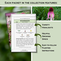Grande collection de semences non-OGM de plantes anciennes, 10 sachets, Coleus, Carnation, Marguerite, Calendula, Lys de cheval, Zinnia, pour plantation en pot