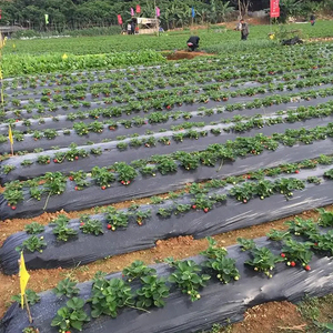 Film de paillage biodégradable anti-herbe de bonne qualité, <span class=keywords><strong>couverture</strong></span> de <span class=keywords><strong>sol</strong></span> en plastique agricole - Product Image 6
