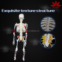 Modelo de Esqueleto de Ciencias Médicas de 85 cm con Músculos Pintados de Doble Cara (Orígenes en Rojo e Inserciones en Azul)