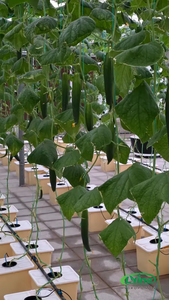 Sistema de Cultivo Hidropónico con Cubetas Holandesas para Invernadero/Jardín, Integrado para el Cultivo de Tomates/Pepinos/Pimientos - Product Image 4