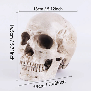 100% Mô Phỏng Con Người Hộp Sọ Nhựa Mô Hình Giải Phẫu Skb01 Hộp Sọ Cho Y Tế Nghiên Cứu Cho Halloween Đồ Trang Trí Châu Âu Có Thể Tháo Rời Răng - Product Image 2