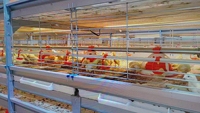 Cage à poulet automatique nouvelle condition équipement d'éleveur de volaille pour ferme Cage à batterie de type H poulailler
