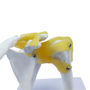Modelo de articulación houlder de <span class=keywords><strong>esqueleto</strong></span> <span class=keywords><strong>humano</strong></span>, modelo de enseñanza de ligamento - Product Image 3