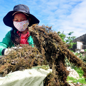 SARGASSUM-algas marinas marrones - Product Image 1