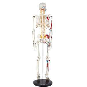 Gelsonlab-Modelo de <span class=keywords><strong>esqueleto</strong></span> humano, <span class=keywords><strong>esqueleto</strong></span> anatómico pintado <span class=keywords><strong>musculoso</strong></span>, modelo de <span class=keywords><strong>esqueleto</strong></span> - Product Image 3