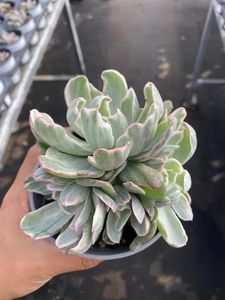 Venta al por Mayor de Plantas Suculentas, Plantas Ornamentales de Interior, <span class=keywords><strong>Echeveria</strong></span>, Grupo Berkeley Brocade - Product Image 4