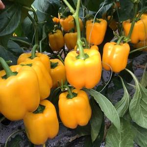 พริกหวานหลากสี ต้นไม้ประดับสวยงาม ตกแต่งสวนดอกไม้ - Product Image 4