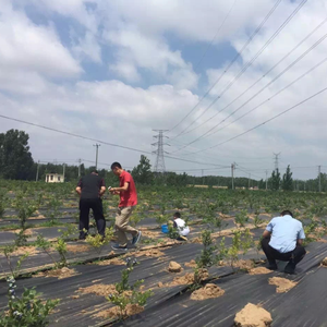 Garten-Unkrautschutzgewebe/Bodenabdeckgewebe/Agrotextil - Product Image 6