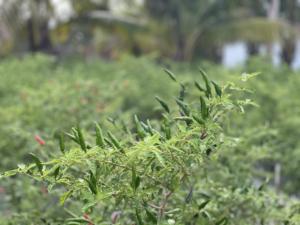 Chiles frescos de primera calidad de Vietnam cosechados en la madurez máxima para el procesamiento crudo de exportación para el procesamiento de alimentos al por mayor - Product Image 2