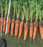 Carottes fraîches de Chine, sucrées, prix du marché et d'usine, carottes fraîches