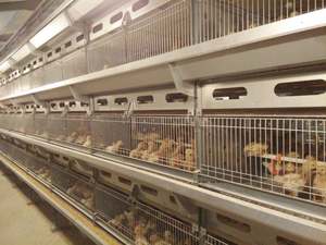 Cage automatique complète de poulet de couche de batterie d'équipement de ferme de volaille de poule avec le système de ponte - Product Image 5