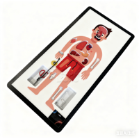 Matériel interactif pour l'éducation STEM : Modèle de la structure du corps humain, équipement technologique interactif pour musées d'enfants, équipement d'expositions interactives