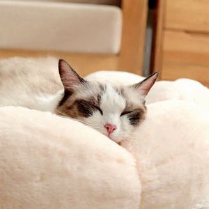 โซฟาเบดสำหรับสัตว์เลี้ยงแบบสั่งทำจากโรงงาน แข็งแรง ทนทาน เป็นมิตรกับสิ่งแวดล้อม ใช้ได้ทุกฤดู ซักล้างได้ อุ่นสบาย ขนาด S เตียงแมวแบบถ้ำ - Product Image 4