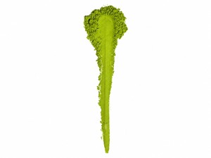 Té Verde Matcha en Polvo de Primera Calidad TBT-2, Mezcla Japonesa de Primera Cosecha Yame Kagoshima, Saemidori Asatsuyu, 2 kg, Venta al por Mayor - Product Image 4
