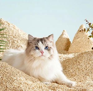 Gránulos de Bicarbonato de Sodio para Arena de Gatos, Desodorizantes y Deshumidificantes, Productos para Gatos, Agentes Desodorizantes, Arena para Gatos Grandes - Product Image 5