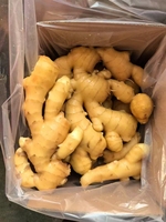 Gingembre frais de qualité supérieure, gingembre séché, fournisseur de Chine à bas prix, poudre de gingembre frais et graines de gingembre pour l'exportation