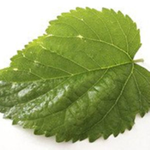 桑葉エキス粉末純粋天然高品質桑葉粉末水溶性粉末 - Product Image 2