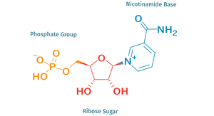 Newgreen Meilleur Prix liposomal nmn nmn: nicotinamide mononucléotide top <span class=keywords><strong>classement</strong></span> pur nmn - Product Image 3