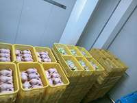 Chambre froide et congélateur à économie d'énergie pour la viande de poulet et le stockage alimentaire, chambre froide industrielle