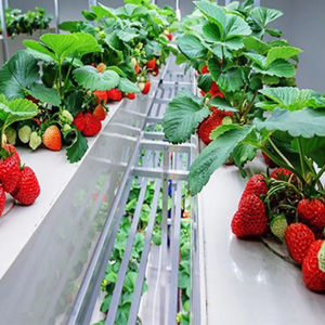 <span class=keywords><strong>Gouttière</strong></span>/canal en <span class=keywords><strong>PVC</strong></span> NFT de système de culture vertical hydroponique écologique de serre chaude <span class=keywords><strong>pour</strong></span> la fraise - Product Image 2