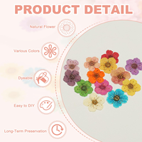 Kit de fleurs pressées multicolores à 5 pétales, fleurs séchées pour résine époxy, maquillage, nail art, bougies parfumées, décoration DIY