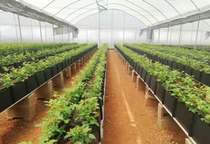 Agriculture PP Roll Cultivation <b>Troughs</b> Hydroponic Agriculture Plastic <b>Planting</b> Channel - Product Image 6