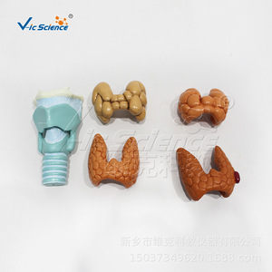 Quatre composants de la pathologie de la thyroïde ; anatomie médicale du système endocrinien humain ; modèle de pathologie de la thyroïde. - Product Image 2