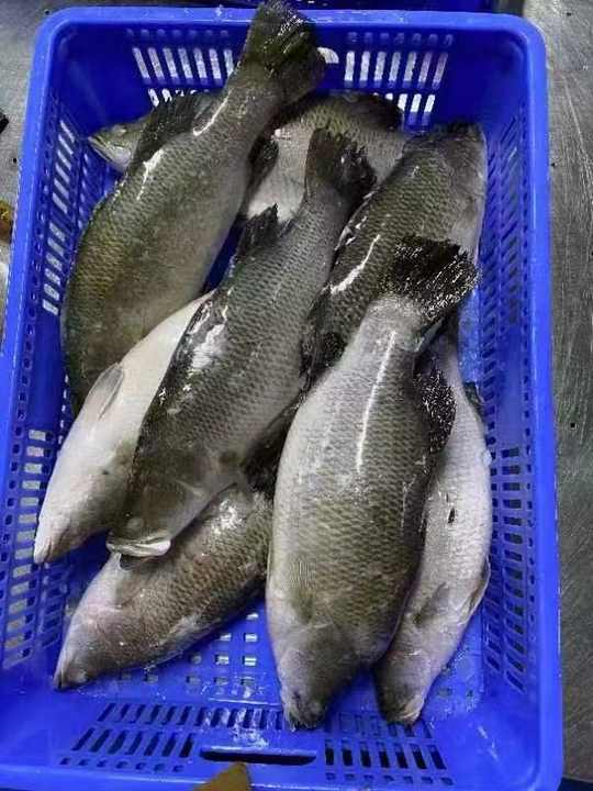 China Factory Export Fresh Water Frozen Sea Bass