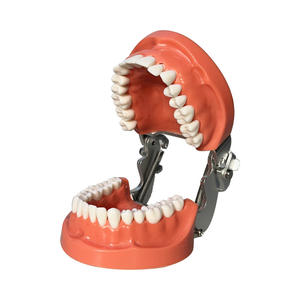 Modelo Dental Completamente Desmontable de 32 Dientes, Equipo y Accesorio de Terapia Oral para Práctica y Educación - Product Image 3