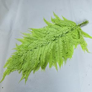 Feuilles de fougère préservées en gros, feuilles de <span class=keywords><strong>Jue</strong></span>, grandes feuilles de <span class=keywords><strong>Jue</strong></span>, petites feuilles, pour la décoration de la maison, la décoration de mariage - Product Image 5