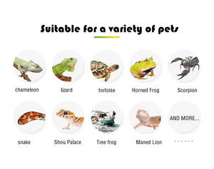 Herstellerdirektvertrieb: Amphibien-Kletterterrarium für Schildkröten, Eidechsen, Hornfrösche, Geckos, Schlangen, Spinnen und Regenwaldtiere - Product Image 2