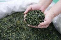 Thé vert Tencha de style japonais en gros, ombragé, fourni directement par l'usine, échantillons gratuits, procédé à la vapeur, goût pur, thé Tencha