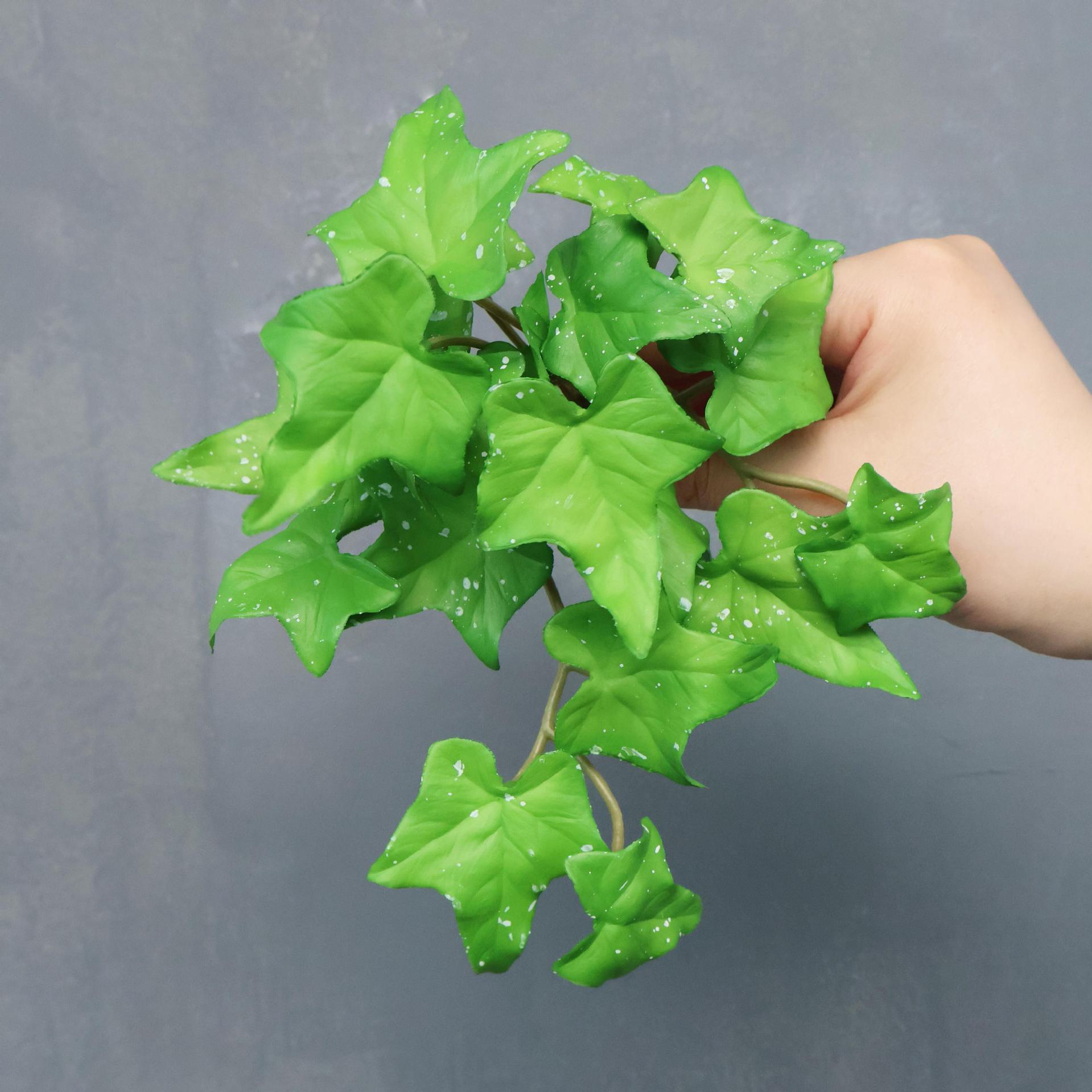 Feuilles de patate douce, petit bouquet vert avec des taches blanches.