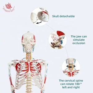Modelo de músculo de color de cuerpo <span class=keywords><strong>entero</strong></span> <span class=keywords><strong>humano</strong></span>, modelo de <span class=keywords><strong>esqueleto</strong></span> de columna vertebral Flexible, modelo de <span class=keywords><strong>esqueleto</strong></span> <span class=keywords><strong>humano</strong></span> médico de enseñanza - Product Image 3
