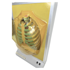 Mô hình hệ thống hô hấp điện của con người/Mô hình giải phẫu sinh học - Product Image 4