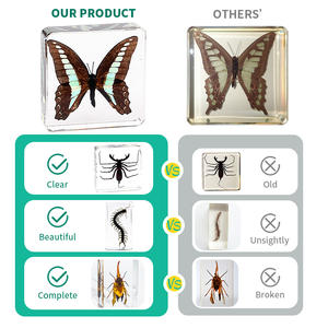 Resina ciervo escarabajos insectos incrustados insectos reales en resina acrílico espécimen colección juguetes educativos para niños cumpleaños - Product Image 5