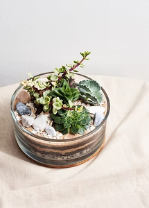 Modern DIY Succulent Handcraft <strong>Terrarium</strong> <strong>Kit</strong> for Home Decoration - Product Image 3