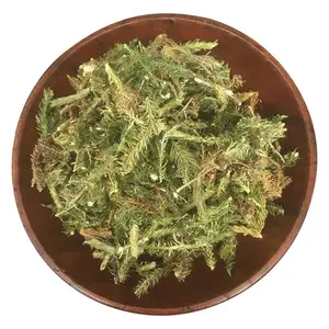 Wholesale Shen Jin Cao Green Dried Lycopodium Clavatum Running Clubmoss Plants Cuts For Sale