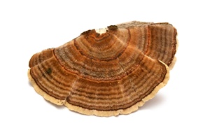 Fungo Selvatico Essiccato Trametes Versicolor, Coriolus Versicolor, Polyporus Versicolor, Fungo Coda di Tacchino, Lavorazione Grezza - Product Image 4