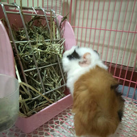 Mangeoire à foin en gros pour lapins, cochons d'Inde et chinchillas – Support de foin pour petits animaux