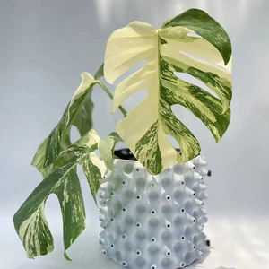 <span class=keywords><strong>Precio</strong></span> directo de fábrica Planta Árbol Flor vegetal Raíz <span class=keywords><strong>Contenedor</strong></span> Reutilizable Aire <span class=keywords><strong>Poda</strong></span> Maceta - Product Image 5